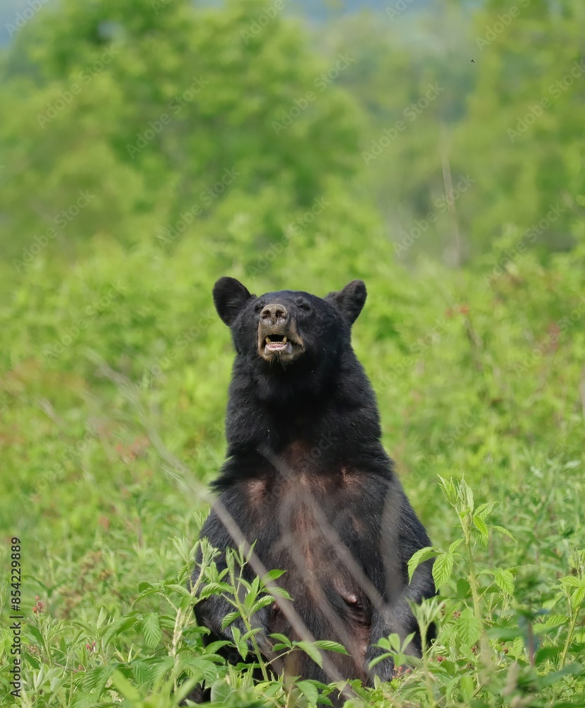 Mama Mother Bear Protecting her Cub Yearling Sn iffing the Air Mama Mother Bear Protecting her Cub Yearling Sn iffing the Air