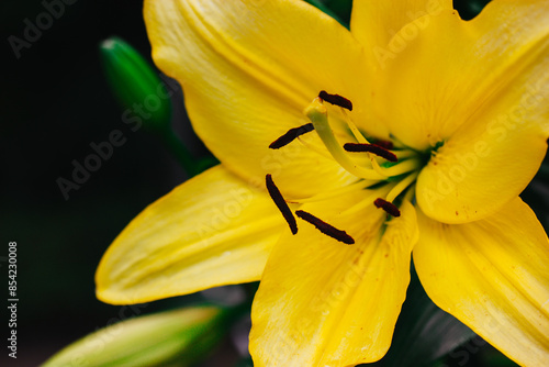 Single yellow Lilium regale, called the regal or royal lily, king's lily. Flowering plant in a lily family Liliaceae. Trumpet-shaped big bell flowers. photo