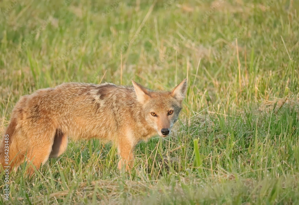 Gorgeous Coyote Looking Right at You! Gorgeous Coyote Looking Right at You!