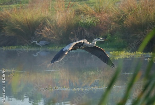 Great Blue Heron Double Take Sweetwater Wetlands photo