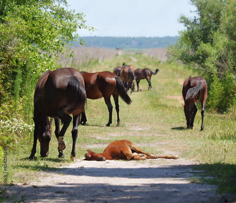Wild Florida Cracker Horses Paynes Prairie Gainesville Micanopy Wild Florida Cracker Horses Paynes Prairie Gainesville Micanopy