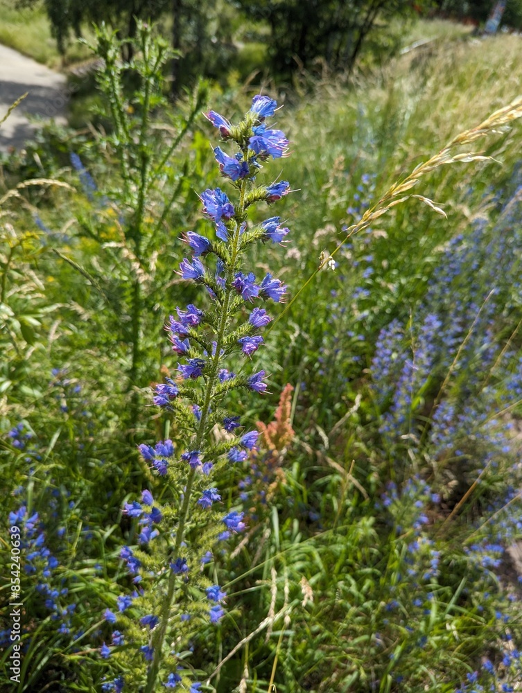 Obraz premium Blue blossoms on field