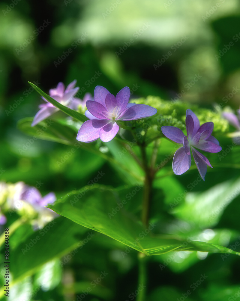 初夏 満開の紫陽花
初夏 満開の紫陽花