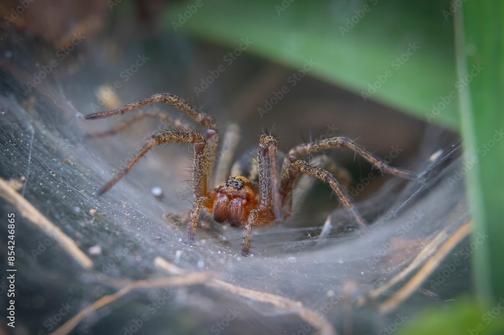 a spider standing on its spider web waiting for a prey a spider standing on its spider web waiting for a prey