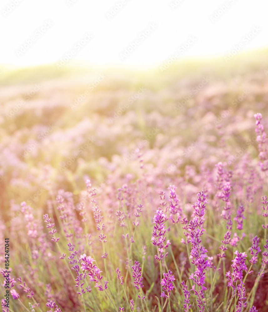 Obraz premium Levender bushes. Blossom summer purple field