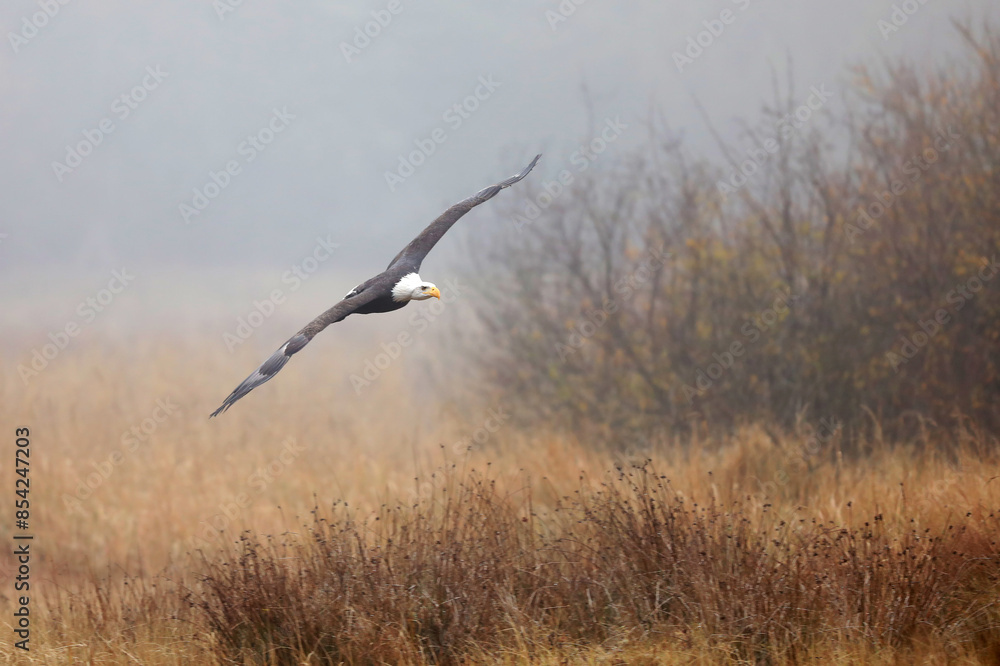 Bald Eagle, Haliaeetus leucocephalus, flying bird of prey against autumn background, yellow grass and forest. Homer, Alaska