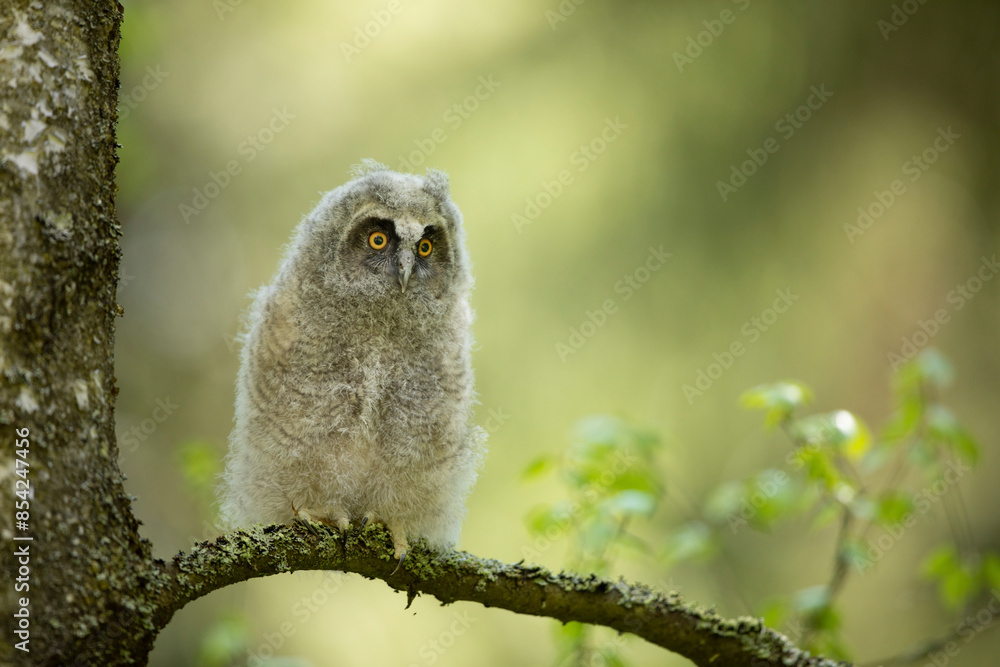 Fluffy long-eared baby owl (asio otus) sitting on the birch tree branch. Bird in nature habitat, Czech republic