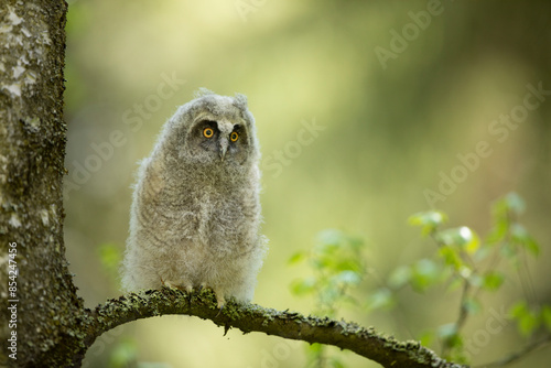Obraz na płótnie Fluffy long-eared baby owl (asio otus) sitting on the birch tree branch. Bird in nature habitat, Czech republic w salonie