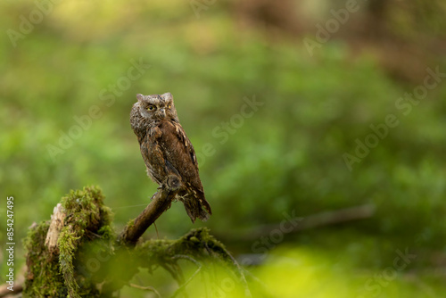 Obraz na płótnie Scops Owl, Otus scops, sit on tree trunk in the mossy forest. Wildlife animal scene from nature. Small bird, owl close-up detail portrait in the nature, Czech republic w salonie