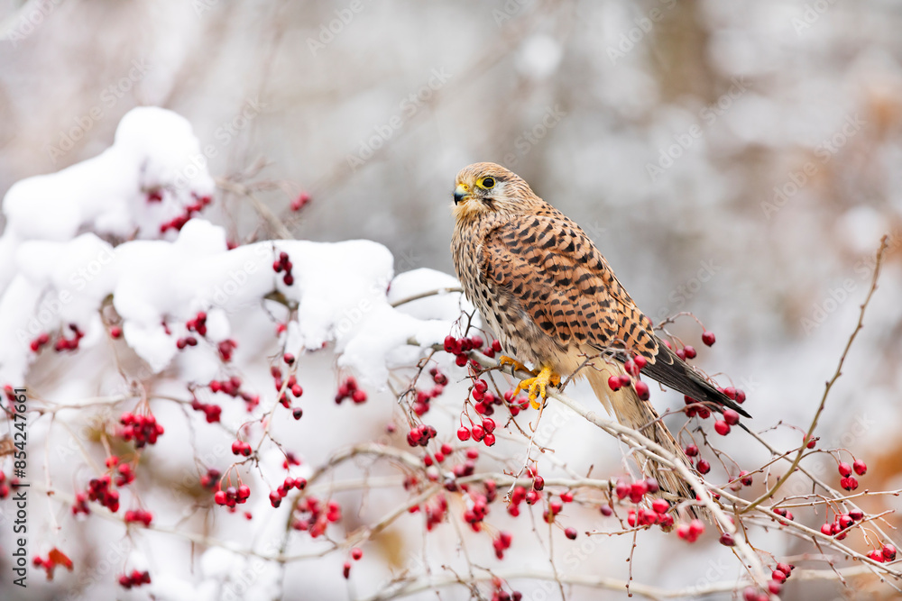 Common kestrel (Falco tinnunculus) perched on a branch with snow ready to hunt. Snow cold freeze weather with raptor in Czech republic