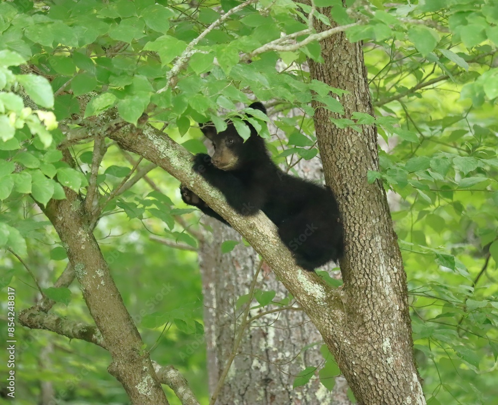 Black Bear Cub Expert Tree Climber Safe and Sound Black Bear Cub Expert Tree Climber Safe and Sound