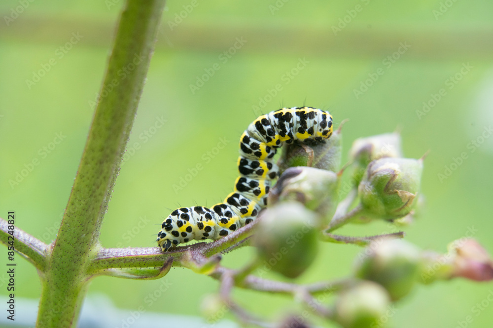 macro photography of a small green caterpillar climbing a plant macro photography of a small green caterpillar climbing a plant