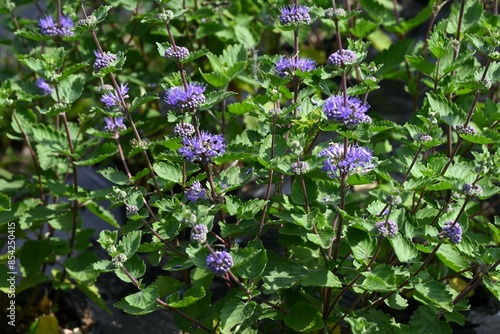 Fotografie Caryopteris incana flowers