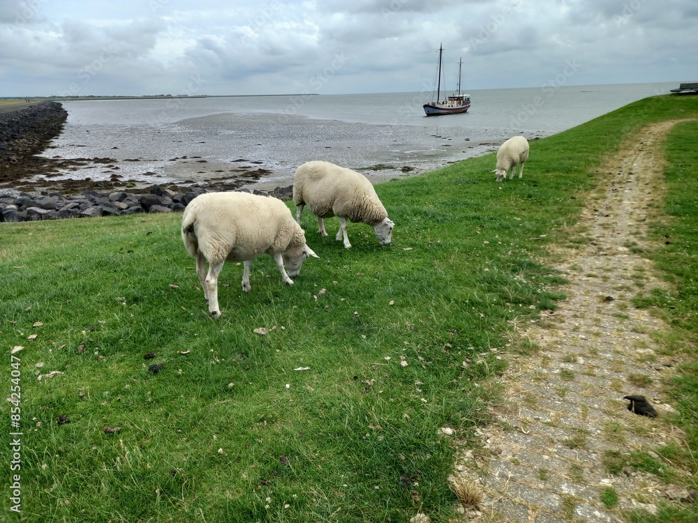 Obraz premium Sheep Grazing