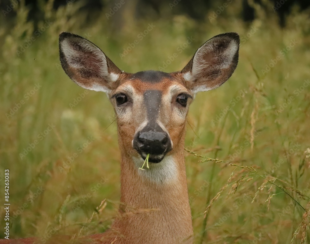 Regal White Tailed deer doe Grazing in the Misty Morning Regal White Tailed deer doe Grazing in the Misty Morning