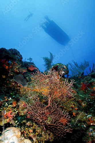 A Snorkeler Swims From a Dive Boat Over a Coral Reef in the Turks and Caicos