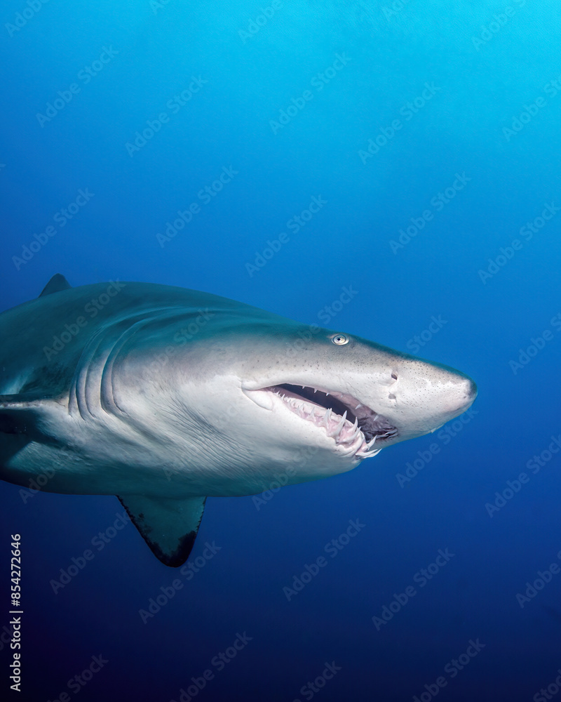 Fototapeta premium A Sand Tiger Shark Swims Near a Shipwreck in the Out Islands of North Carolina During Summer