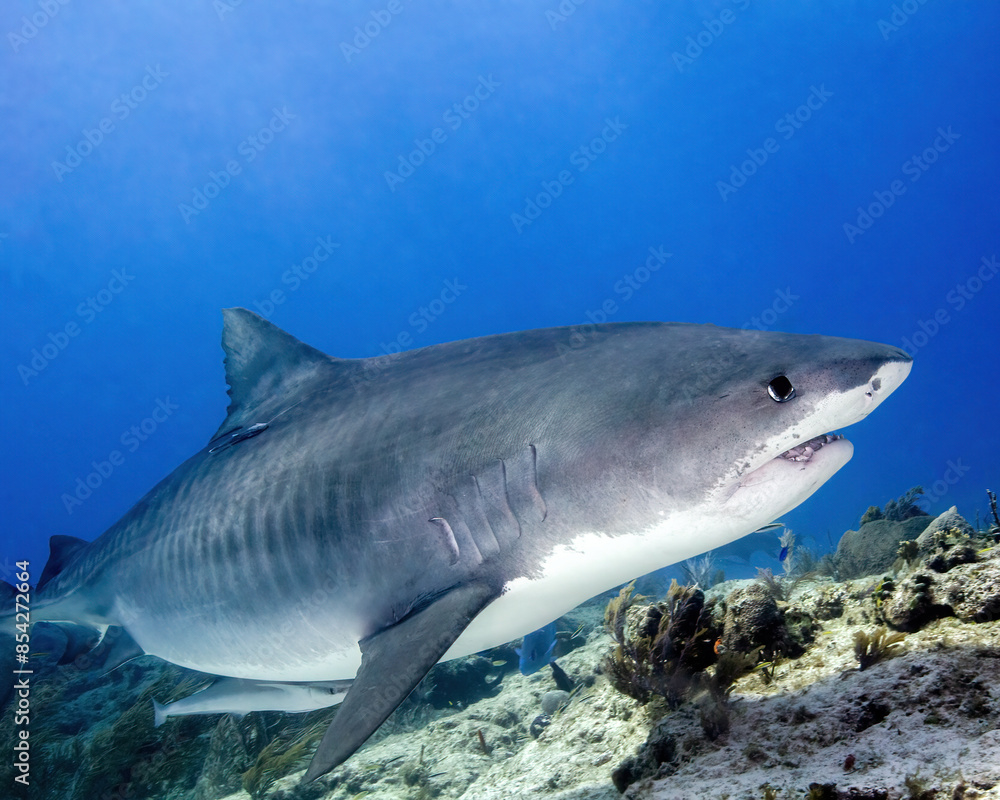 Fototapeta premium A Large Tiger Shark Swims By at Tiger Beach in the Bahamas