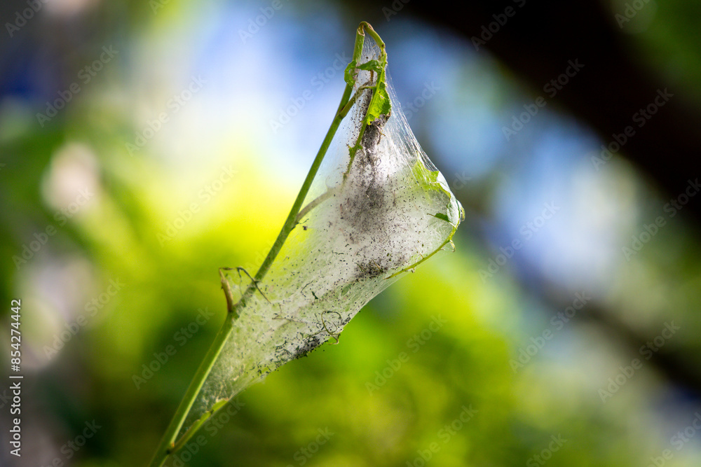 A tree infested with ermine bird cherry moth larvae inside a large web A tree infested with ermine bird cherry moth larvae inside a large web