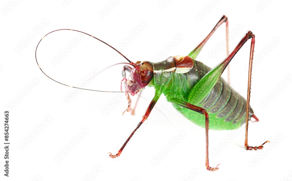Fototapeta premium Barbitistes serricauda, Saw tailed Bush Cricket isolated on white