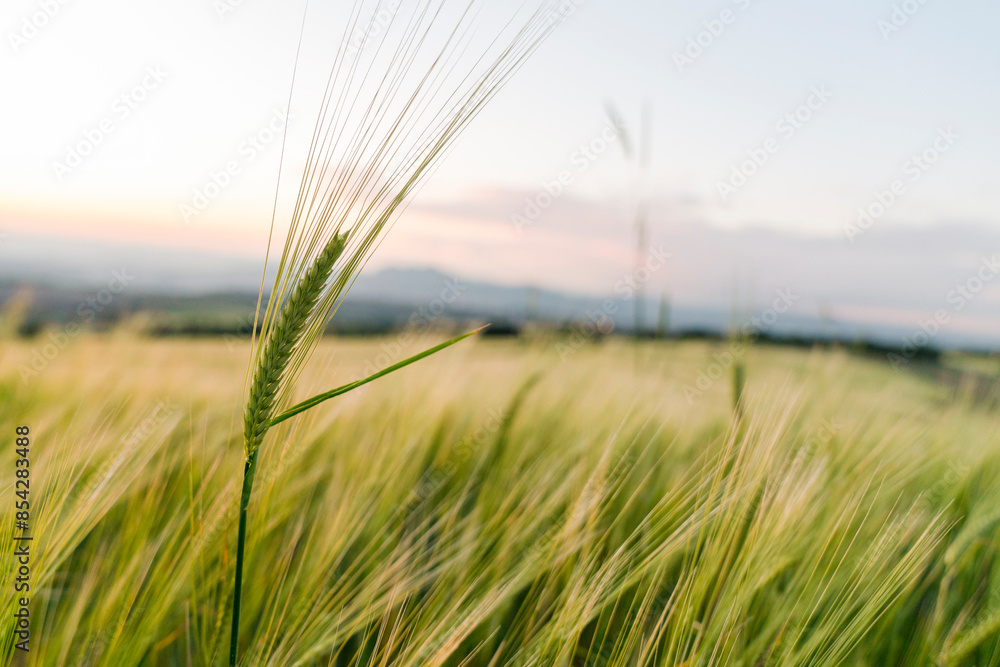 Sunny wheat field, ears of wheat close up background Sunny wheat field, ears of wheat close up background