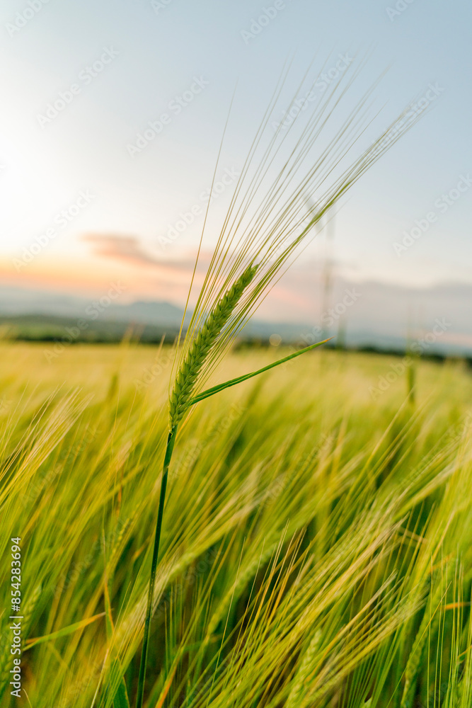 Sunny wheat field, ears of wheat close up background Sunny wheat field, ears of wheat close up background
