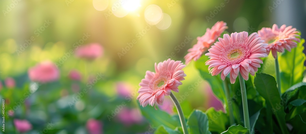 Beautiful pink gerbera flower in the garden with sunlight Beautiful pink gerbera flower in the garden with sunlight