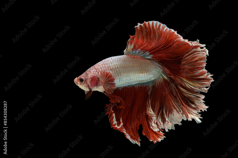 Obraz premium betta fish