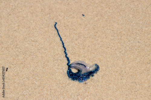 bluebottle jellyfish
