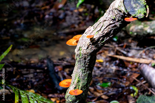 mushrooms on a tree