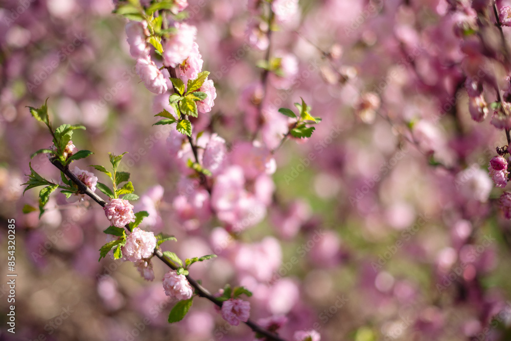 Almond three-lobed Louiseania. Pink flowers of the decorative three-lobed almond Prunus triloba Almond three-lobed Louiseania. Pink flowers of the decorative three-lobed almond Prunus triloba