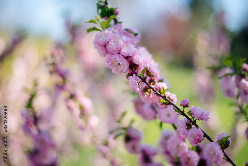 Almond three-lobed Louiseania. Pink flowers of the decorative three-lobed almond Prunus triloba Almond three-lobed Louiseania. Pink flowers of the decorative three-lobed almond Prunus triloba