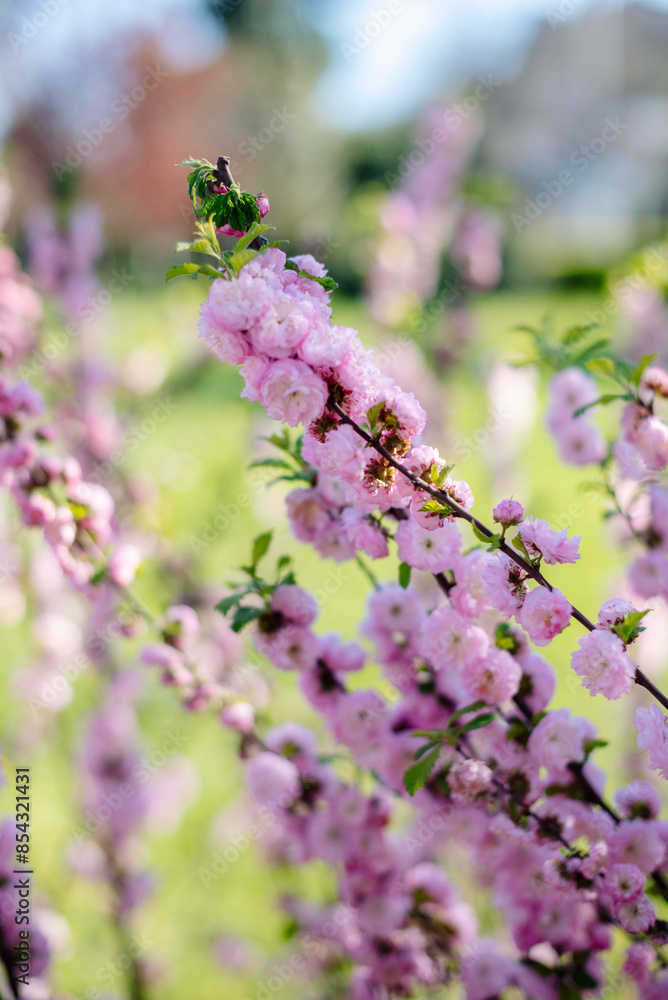 Almond three-lobed Louiseania. Pink flowers of the decorative three-lobed almond Prunus triloba Almond three-lobed Louiseania. Pink flowers of the decorative three-lobed almond Prunus triloba