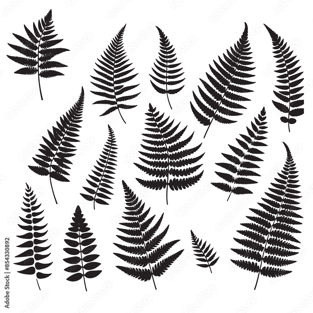 Fototapeta premium set of fern leaves silhouettes on white 