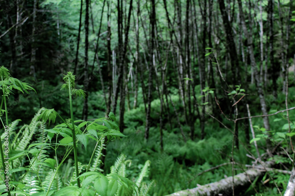 lush wood of ferns on mountain side lush wood of ferns on mountain side