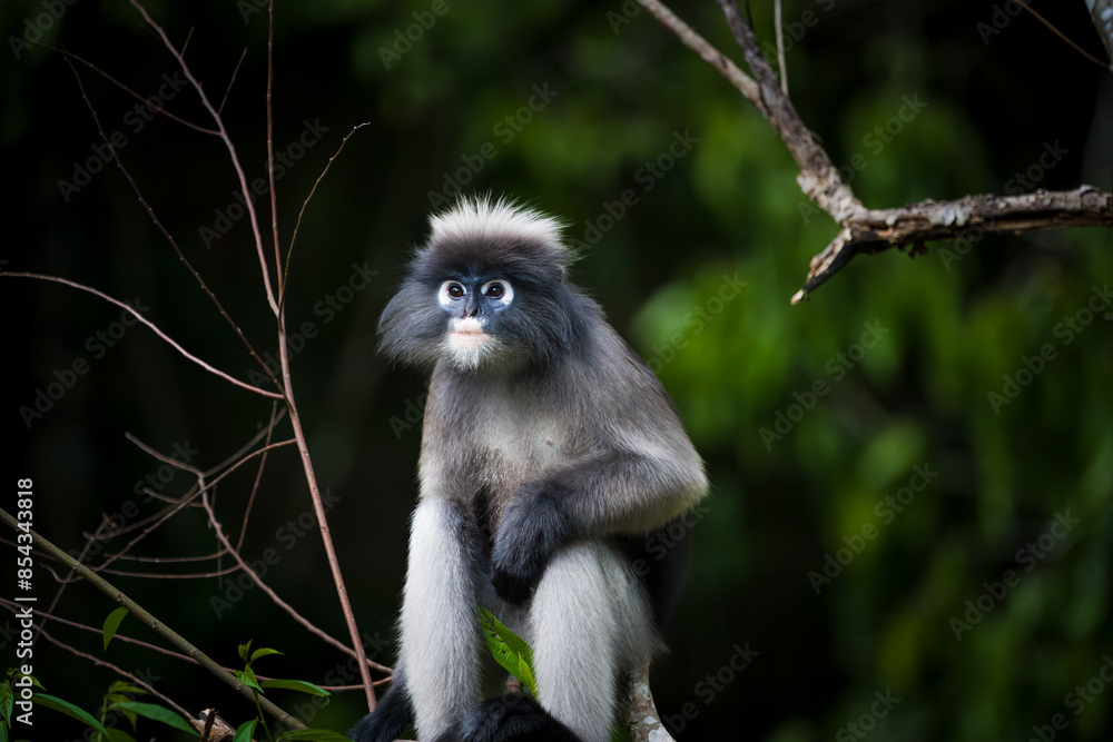 Obraz premium long macaque sitting on a tree
