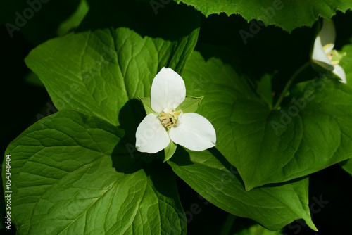 エンレイソウの白い花 photo