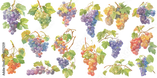 grape watercolor clipart	