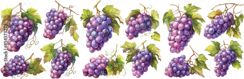 grape watercolor clipart	