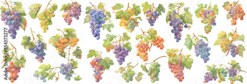 grape watercolor clipart	
