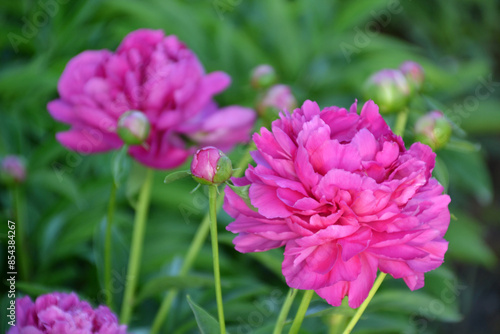 China,  Luoyang, China Luoyang Peony Cultural Festival ,  pink, crimson peonies blooming
