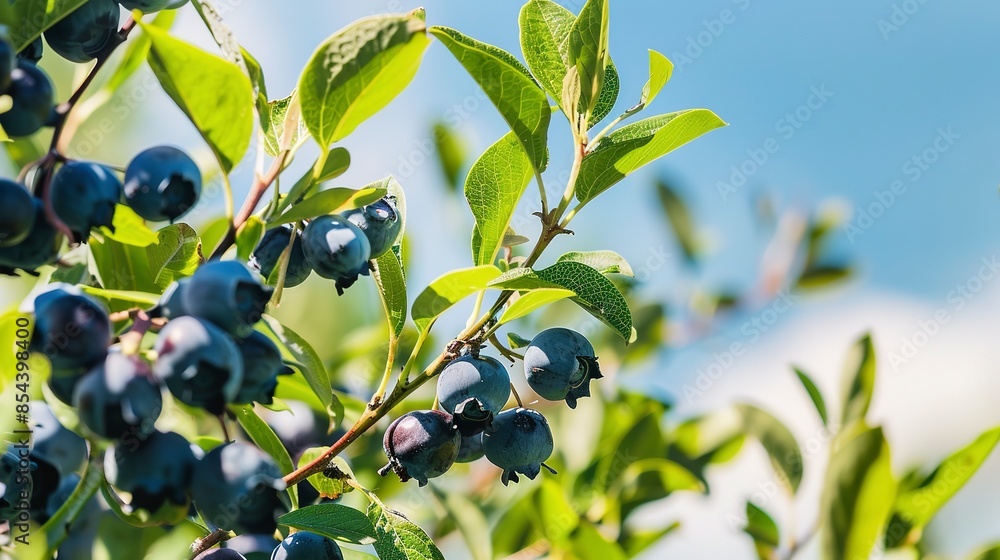 High summer blueberries, close focus on plump blue fruit, vibrant green leaves, clear day High summer blueberries, close focus on plump blue fruit, vibrant green leaves, clear day