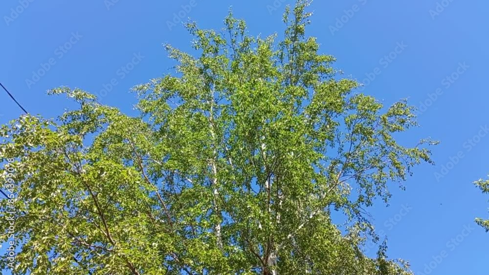 leaves rustle in the wind on the top of a birch against the blue sky in summer on a sunny day leaves rustle in the wind on the top of a birch against the blue sky in summer on a sunny day