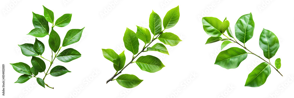 Obraz premium set of green leaves isolated on a white or transparent background