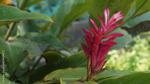 red ginger or alpinia purpurata with green leaf