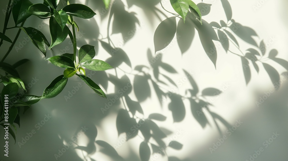 Leaves and shadows on a blank wall Leaves and shadows on a blank wall