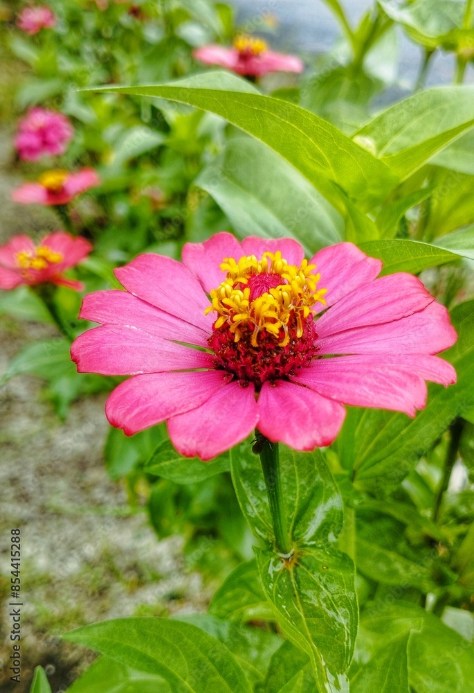 Obraz premium Close up, detail and macro of the zinnia elegans flower or zinia anggun.