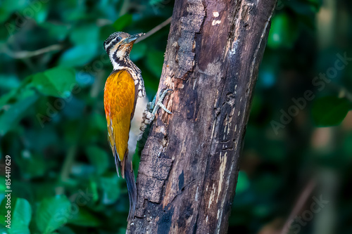 Common Flameback The back is brassy-brown, the rump is red, and the face has alternating white and black stripes running down the side of the neck. The lower body is black with white scale patterns. photo
