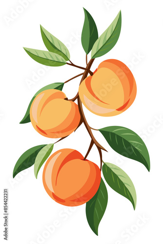 illustration of peaches on a branch