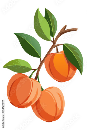 illustration of peaches on a branch